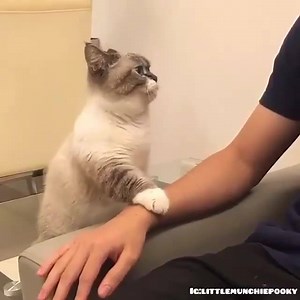 Join Our Family Kittens Family Group Join Our Family Kittens Family Group | Kittens Family