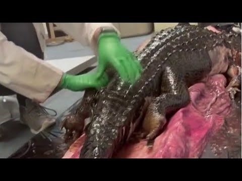 Florida python eats gator: More than a viral video