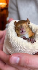 45K views · 449 reactions | Un conejo madre buscó ayuda humana para salvar a su cria #viralreelsシ #criaturasextrañas #animalesextraños #mitologia #fypシ゚ #animalesprehistóricos | No es Fake | Facebook