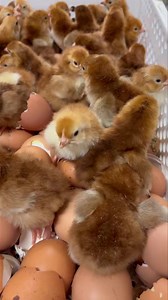 Rhode Island Red baby chicks hatching at Valley Farms Hatchery! 🐥 Available NOW for February pre-order! Visit www.valleyfarmshatchery.com to place your order. Give us a call at 256-314-2282 if you need assistance placing your order or for questions! We are here to help! | Valley Farms Hatchery