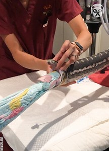 Vets pull beach towel out of python's mouth | Bored Panda Art