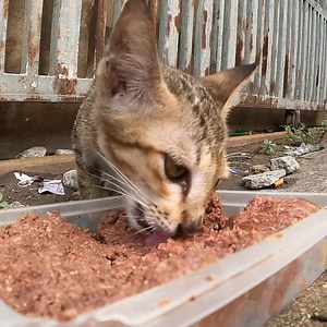 feed yummy food for kitten, he is so hungry | The Gohan And Cats
