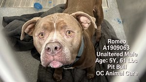 Sad news.... Romeo was euthanized by OC Animal Care 4/3/25. RIP CODE RED - EUTH LISTED! Romeo needs rescue commitment by 4/2/25 or he will be euthanized by OC Animal Care. Came in with another dog (A1909062 Rya, Germ Shep). Both dogs were picked up raising havoc in the neighborhood. Shelter notes: 3/21/25 Have been kennel side presenting treats and toys since intake. Until today behavior remained unchanged. Initially he was hard staring, running to the back, and barking at me. When I began to dr