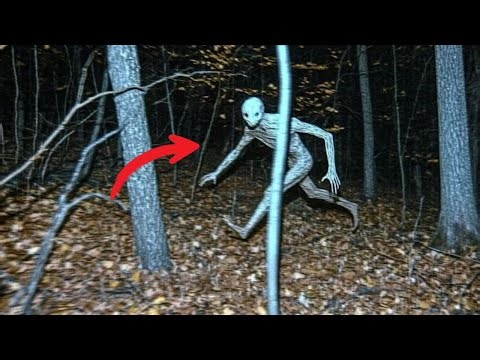 15 Strange Forests That Are Home to Terrifying Creatures