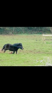 Leap of faith ❤️ #pony #horse #horsejumping | The Adventures Of Patrick The Pony