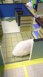 2.3K views · 82 reactions | Hamster becomes an impostor in Among Us map ️ #hamster #hamstermaze #hamsterobstacles #amongus | Homura Ham | Facebook