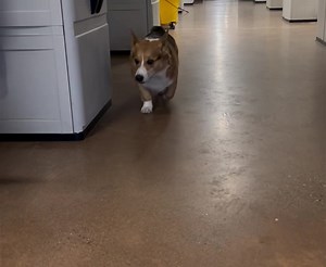 Douglas | Peters Creek Pet Boarding