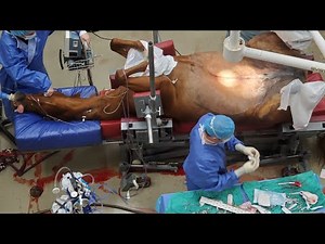 GRAPHIC Horse Emergency Colic Surgery (Jejunostomy)