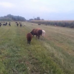 The peace of animals in nature | Discover Animals TV