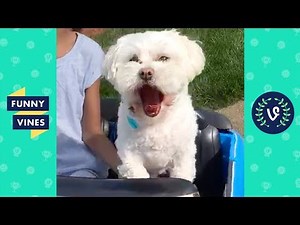 TRY NOT TO LAUGH - Funny Pets That Will Brighten Your Day!
