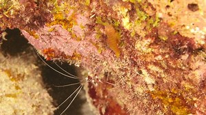 Close Banded Coral Shrimp Coral Reef : vidéo de stock (100 % libre de droit) 1043268259 | Shutterstock
