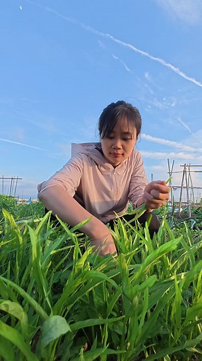 Trồng rau Việt Nam ở Nhật: cách trồng ngọn khoai tây xào tỏi tại nhà