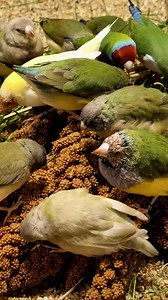 Gouldian Finch - flock of juvenile birds #birds #bird #nature #aviary #finches #finch | Tropical Aviary Birds - Torben Dehlholm
