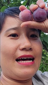 149K views · 2.2K reactions | Ăn mận Mỹ ngay tại cây | Nhung Ha Cuoc Song My | Facebook