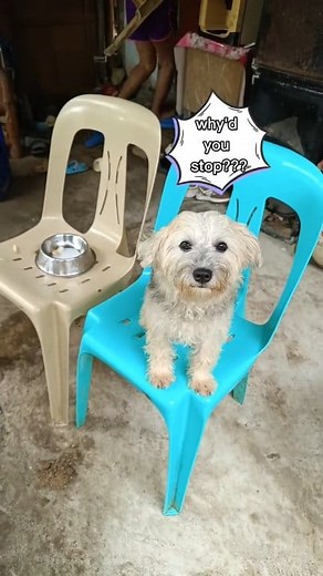 Panda the Boss 😎 Paul Jamin Letran #panda #furbaby #fbyシvideo #fypreels | Marian Inong Anonat