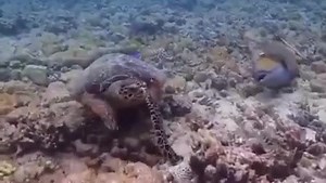 Have you ever seen a turtle slap ? By Spotmydive | Te Moana Expeditions l Lluís Masuet Expeditions