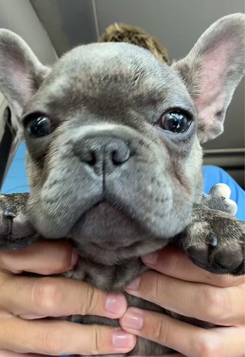 French Bulldog Puppy Dancing to Brazilian Song