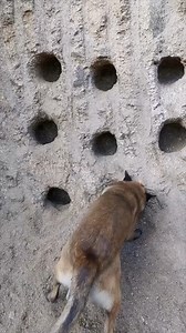 Increíbles pollos ponen huevos | Mineros de Rinconada