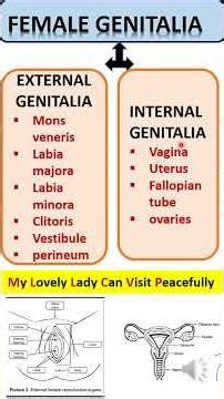 female genitalia