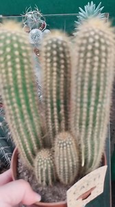 2.8K views · 71 reactions | Cleistocactus is a stunning genus of columnar cacti, ideal for arrangements that add a dramatic, vertical element to your indoor or outdoor displays. #cactus #cactuslover #cactuslove #cactos #beauty #Amazing #viral #reels #garden #nature #fyp #foryou | Decor & Beauty | Facebook