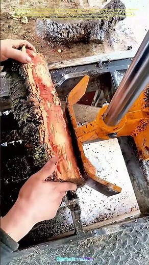 L'art de dénuder le bois : Comment une machine transforme la nature en ressource précieuse