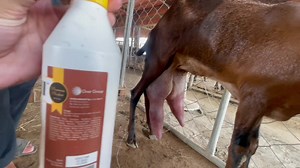 Goat Udder Edema Treatment || بکری کے تھن خوانہ کی سوزش کا علاج | Goat Land Farms