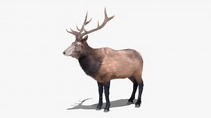 Wapiti Elk Eating Calmly Showing Natural Stock Footage Video (100% Royalty-free) 3991867473 | Shutterstock