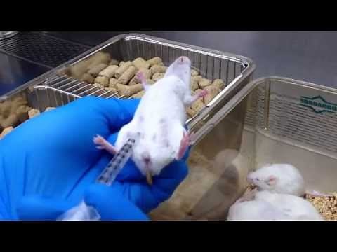 Intraperitoneal (I.P.) injection for mice 小鼠腹腔注射