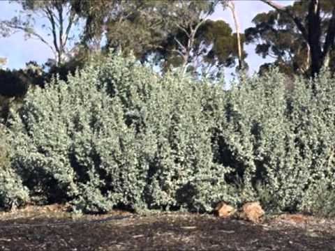 Atriplex Nummularia
