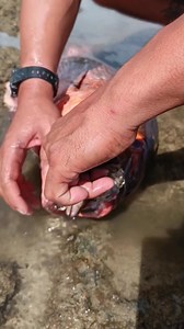 2.7M views · 6.7K reactions | ang haba nalunok | Jor Trip TV | Facebook