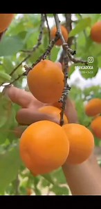 1.8K views · 18 reactions | 省便諾勒陋 #fruits #fruit #food #healthyfood #healthy #vegetables #healthylifestyle #vegan #foodie #foodporn #instafood #yummy #nature #love #foodphotography #fresh #organic #breakfast #health #delicious #summer #instagood #mango #dessert #strawberry #fruitsalad #homemade #veggiegarden #FruitLoversParadise #sweettooth | AGP Nursery Farm | Facebook