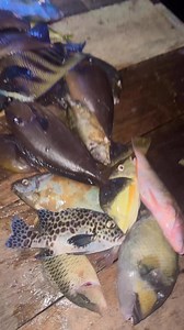 8.7K views · 333 reactions | Alhamdulillah hasil manah | Nona Sawili | Facebook