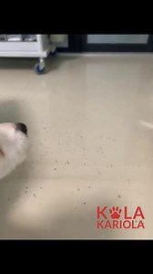 15K views · 1.7K reactions | Diesel a fost gasit intr-o benzinarie,...