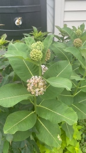 1.6K views · 41 reactions | Milkweed is key for Monarch butterflies. I am thrilled to have milkweeds scattered throughout our garden. Allowing for native flowers in your landscape provides an oasis for many species of insects and small mammals. What native plants are in your landscape snd gardens? Please share. | Terry Wahls MD | Facebook
