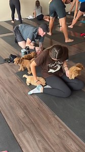 Most people think small dogs are timid, but these Cockapoo puppies redefine big dog energy! 🐶💪 Watc | Muskoka Puppy Yoga