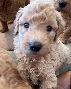 SPECIAL PRICING OPTIONS 30% OFF! Hazel x Luka’s Double Doodles are 6 weeks old! These babies are ready July 5th and will mature at 35-45 lbs. We have some amazing curly fleece coats and some of the sweetest temperaments! #doubledoodle #doubledoodlesofinstagram #doodlepuppies #goldendoodle #labradoodle | Blessed Day Doodles
