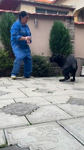 Northface silver lake kojic HDB ED0 Very strong, tall and socialized male. Proven in breeding. They get along with small dogs as well as adults. Very good with children and people. Communicative and smart 🫶🏼☎️ | Cane Corso Silver Lake Kojic Kennel