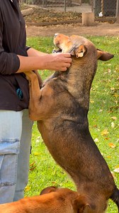 NANDA busca una familia, adóptala! Info 444 171 8539 | Estancia para el perro abandonado Sta Martha AC