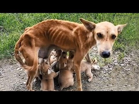 15 Heartbreaking Animal Rescues 😿