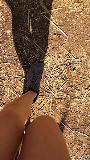 Zeke is no help at all. #orangecow #fyp #animals #tiger #reels | brittneyandzion