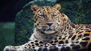 lindo Amur leopardo, Panthera Pardus oriental, dentro animais selvagens. grande ameaçadas de extinção gato Caçando dentro manhã floresta às nacional parque reserva. 4k Alto qualidade cenas