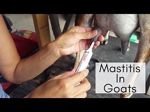 Treating A Goat For Mastitis Vlogust Day 11