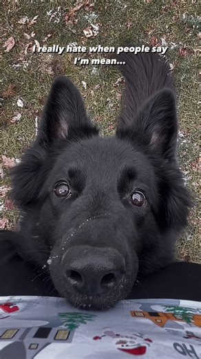 New word added to my vocabulary today: ✨Spicy Nice✨ 🎥: @tuitheblackgsd | Vetericyn