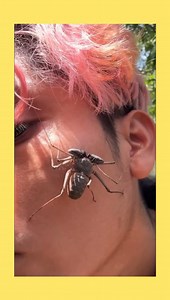 Parte 3 💋💋💋💋 Amblypygid: el primo raro de la familia arácnida que vino directo del multiverso.Imagina que una araña, un cangrejo y una antena parabólica tuvieron un hijo… ¡y nació el amblypygid! Tiene patas largas y flaquísimas que parecen antenas de TV de los 80, que usa como si fueran sensores de movimiento ninja. No tiene veneno, ni colmillos, ni intenciones de matarte… solo de asustarte por accidente cuando aparece en tu pared como si te viniera a leer el horóscopo.Su caminata es tan tor