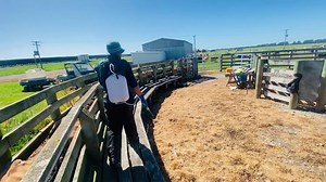 Drenching calves and 7in1 | Kapangarap vlog New Zealand