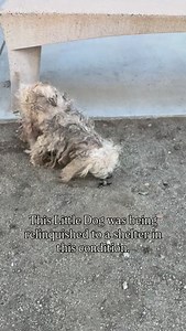 10K views · 3.9K reactions | November is Adopt a Senior Dog month,...