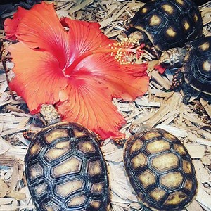 Captive bred Red foot tortoises only $99each #redfoottortoise #tortoise #reptile #cavy #mammal #adopt #adoptdontshop #rescue #lizardsofinstagram #lizards #wildcargopets #hamster #mammal #ferret #cute #exotic #SouthFlorida #WestPalmBeach #exotic #exotics #southflorida #wellington #loxahatchee #palmsprings #lakeworth #lantana #delraybeach #bocaraton #jupiter #petsofinstagram #pets #beardeddragon #reptile | Wild Cargo Pets | Facebook