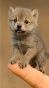 cute baby wolf sounds #ai #animals #cat #wolf