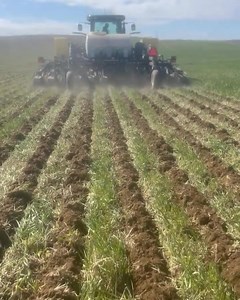 Strip Till Dawn Pluribus con interfila di 50 cm #NewsAgricoltura | NewsAgricoltura
