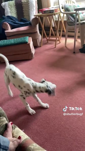 They are trying to figure out. Barkley really wants Slingshot to love him. #dalmatian #yorkiepoo #puppy #dalmationpuppy #fyp #blinddog #dalmatiansoftiktok #play #puppyplay #camp #barking